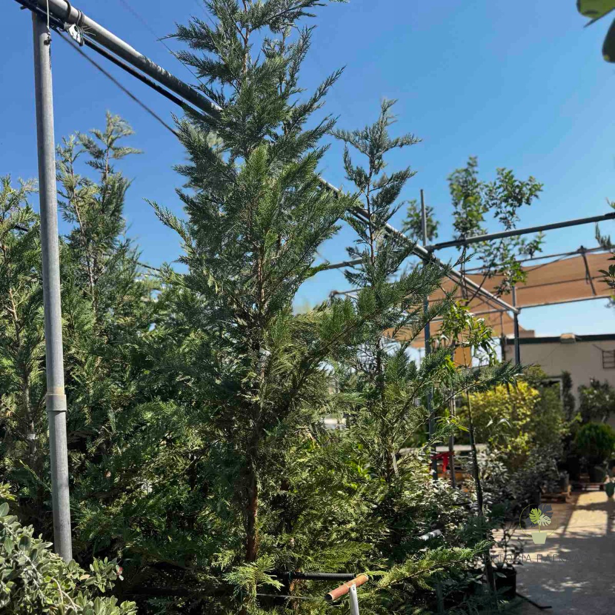 Λέιλαντ (× Cuprocyparis leylandii) | Ταχείας Ανάπτυξης Αειθαλής Φράχτης - 4